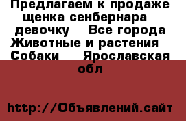 Предлагаем к продаже щенка сенбернара - девочку. - Все города Животные и растения » Собаки   . Ярославская обл.